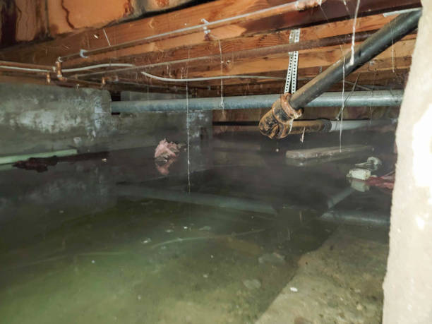 Best Mold removal after water damage  in Monroe North, WA